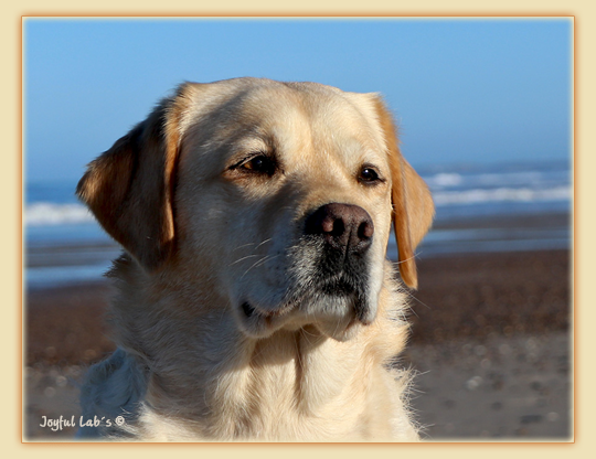 Joyful Lab's Eye-Catching Girl - Tilda -