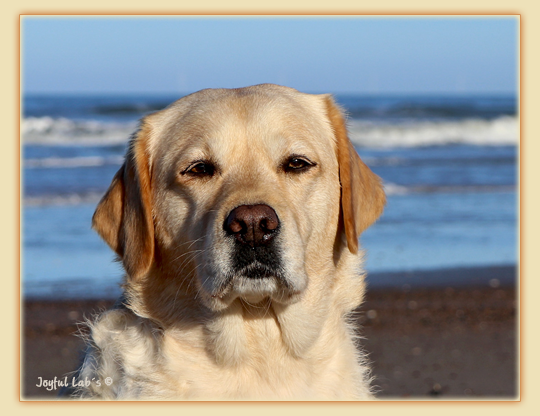 Joyful Lab's Eye-Catching Girl - Tilda -