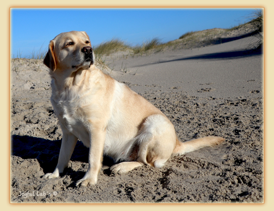 Joyful Lab's Eye-Catching Girl - Tilda -