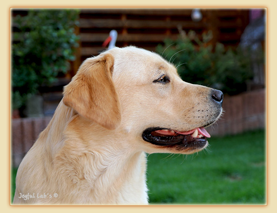 Joyful Lab's Eye-Catching Girl - Tilda -