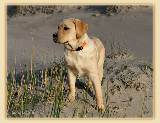 Tilda - Joyful Lab's Eye-Catching Girl