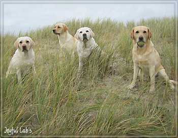 Die Joyful Lab's Girls