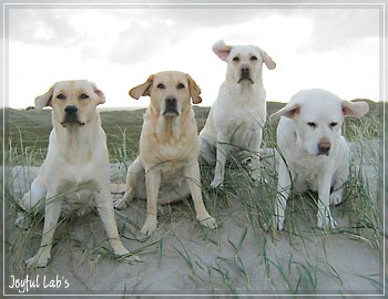 Die Joyful Lab's Girls