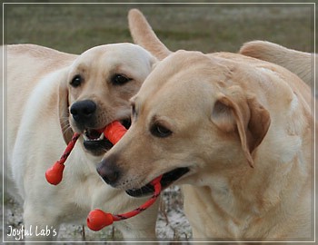 Die Joyful Lab's Girls