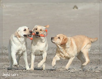 Die Joyful Lab's Girls