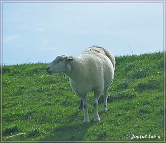 Trio Urlaub 2009