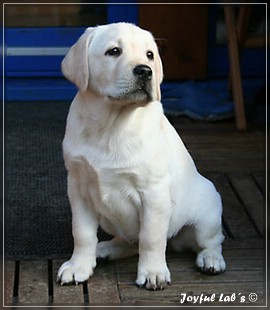 Joyful Labs Be Happy Girl "Greta"