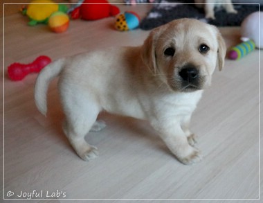 Joyful Lab's F-Wurf Joyful Lab's F-Wurf