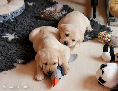 Joyful Lab's F-Wurf Joyful Lab's F-Wurf
