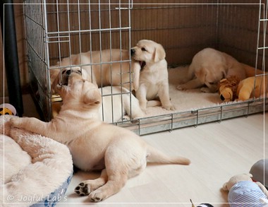 Joyful Lab's F-Wurf Joyful Lab's F-Wurf