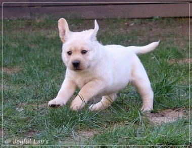 Joyful Lab's F-Wurf Joyful Lab's F-Wurf