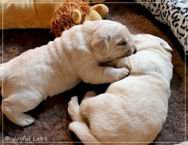 Joyful Lab's F-Wurf Joyful Lab's F-Wurf