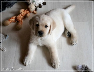 Joyful Lab's F-Wurf Joyful Lab's F-Wurf