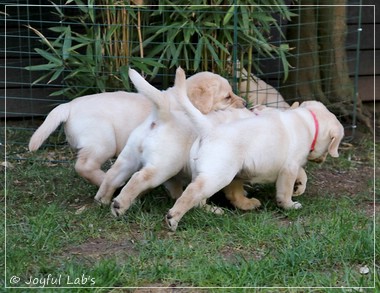Joyful Lab's F-Wurf Joyful Lab's F-Wurf