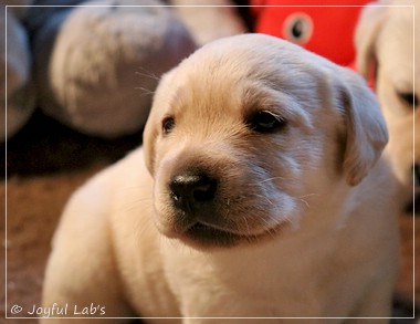 Joyful Lab's F-Wurf Joyful Lab's F-Wurf