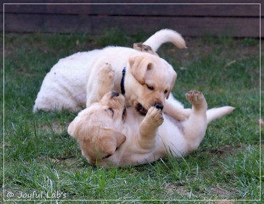 Joyful Lab's F-Wurf Joyful Lab's F-Wurf