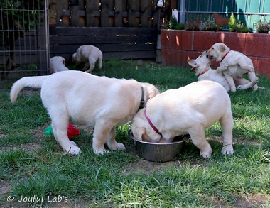 Joyful Lab's F-Wurf Joyful Lab's F-Wurf
