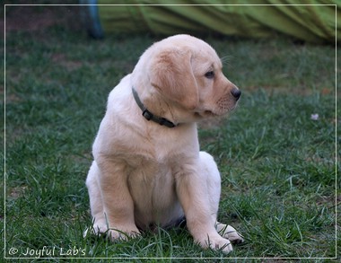 Joyful Lab's F-Wurf Joyful Lab's F-Wurf