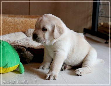 Joyful Lab's F-Wurf Joyful Lab's F-Wurf