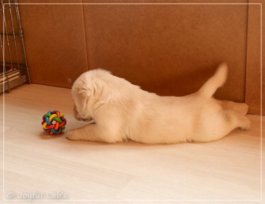 Joyful Lab's F-Wurf Joyful Lab's F-Wurf