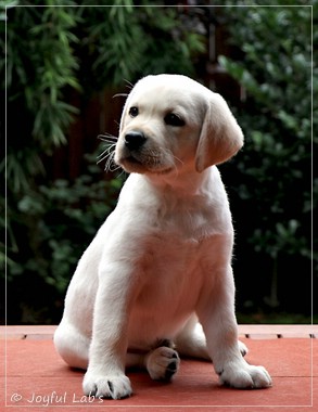 Joyful Labs Enterprising Boy