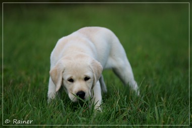 Joyful Lab's Escort Boy - Luis