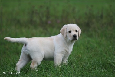 Joyful Lab's Escort Boy - Luis