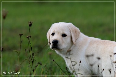 Joyful Lab's Escort Boy - Luis