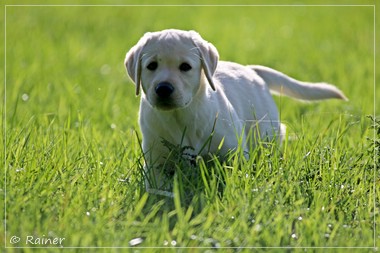 Joyful Lab's Escort Boy - Luis