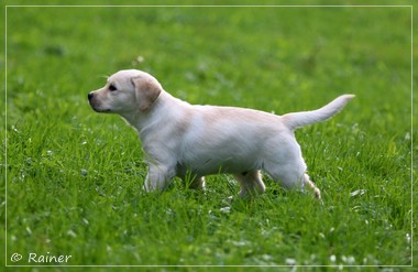 Joyful Lab's Escort Boy - Luis