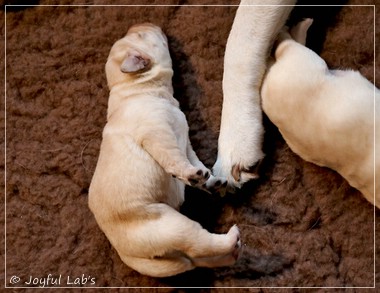 Joyful Lab's F-Wurf Joyful Lab's F-Wurf