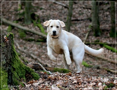 Joyful Lab's Escort Boy - Luis