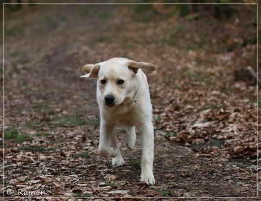 Joyful Lab's Escort Boy - Luis