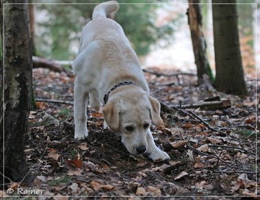 Joyful Lab's Escort Boy - Luis