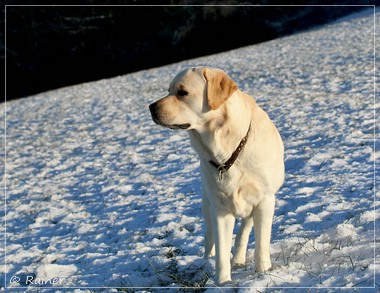 Joyful Lab's Escort Boy - Luis