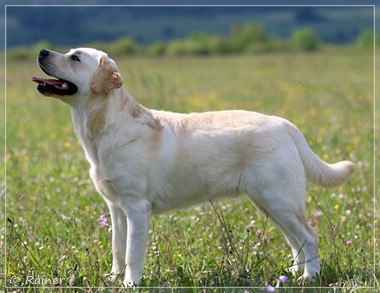 Joyful Lab's Escort Boy - Luis