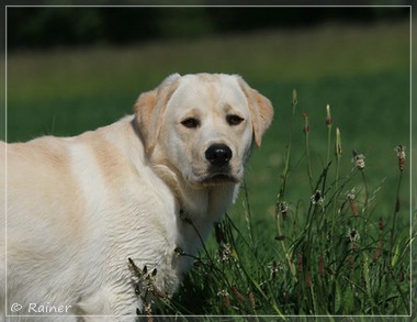 Joyful Lab's Escort Boy - Luis