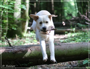 Joyful Lab's Escort Boy - Luis