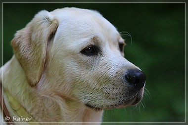 Joyful Lab's Escort Boy - Luis