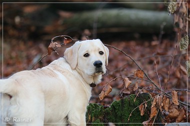 Joyful Lab's Escort Boy - Luis