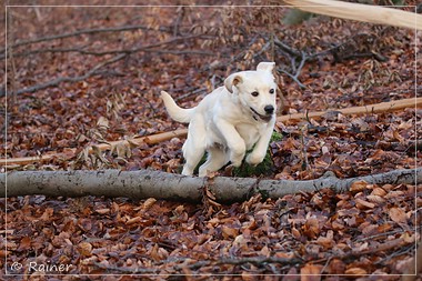 Joyful Lab's Escort Boy - Luis