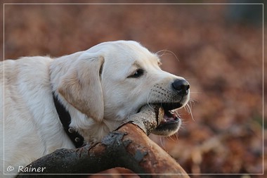 Joyful Lab's Escort Boy - Luis