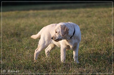 Joyful Lab's Escort Boy - Luis