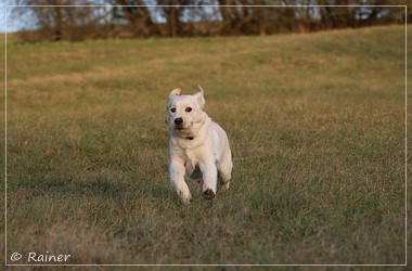 Joyful Lab's Escort Boy - Luis