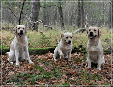 Joyful Lab's Eye-Catching Girl & Entire my Girl