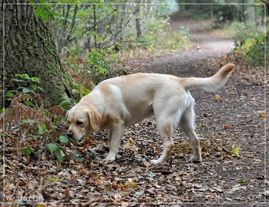 Joyful Lab's Eye-Catching Girl & Entire my Girl