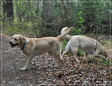 Joyful Lab's Eye-Catching Girl & Entire my Girl