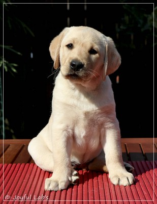 Joyful Lab's Favourite Girl