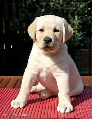 Joyful Lab's Fetch it Boy