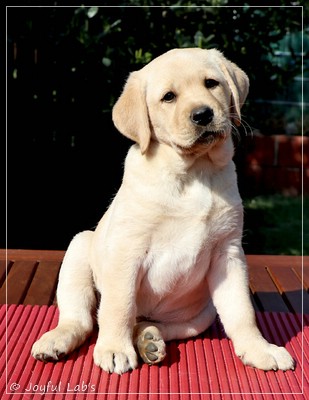 Joyful Lab's First Class Girl